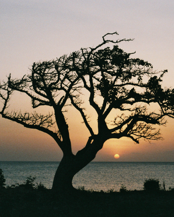sunset through the trees over the kizikula gardens